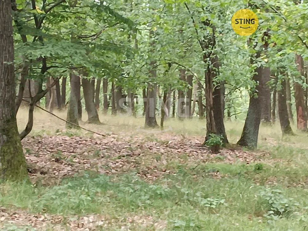 Prodej lesa 2723 m²